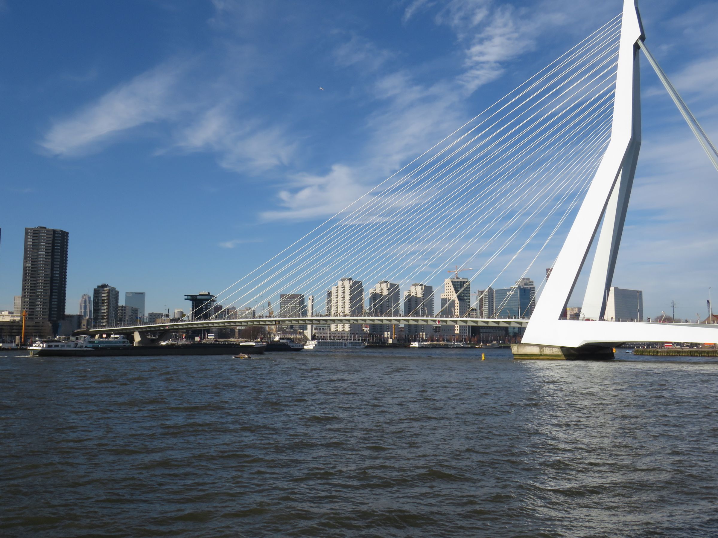 De Erasmusbrug over de Nieuwe Maas met de skyline van Rotterdam op de achtergrond